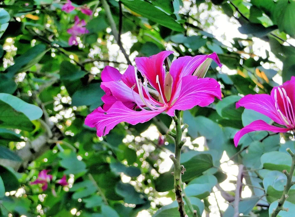 Bauhinia Variegata 781579 960 720.jpg