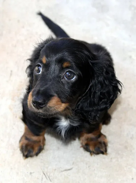 Dachshund 16734 960 720.jpg