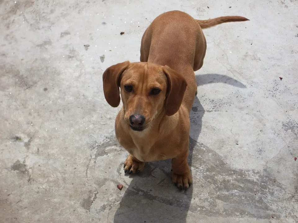 Dachshund 1920 960 720.jpg