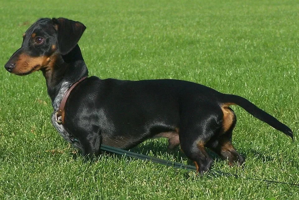 Dachshund 514729 960 720.jpg