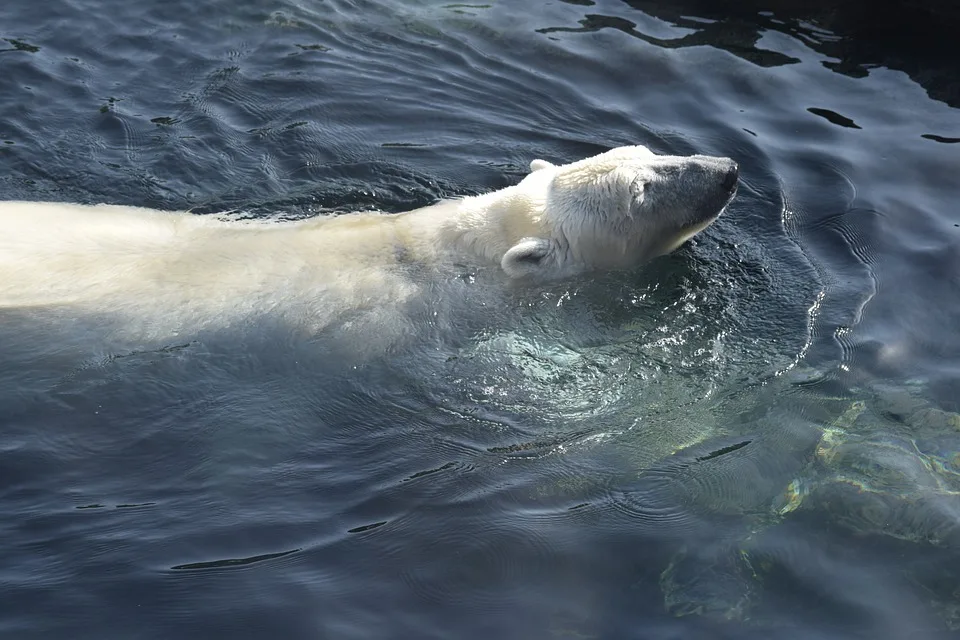 Polar Bear 3828406 960 720.jpg