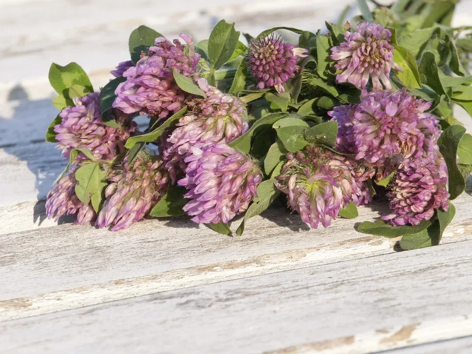 Red Clover 1589448 960 720.jpg