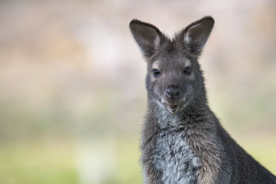 Wallaby 6132655 960 720.jpg