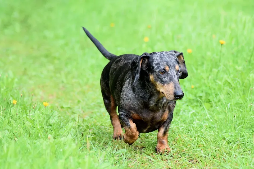 Wiener Dog 1575139 960 720.jpg