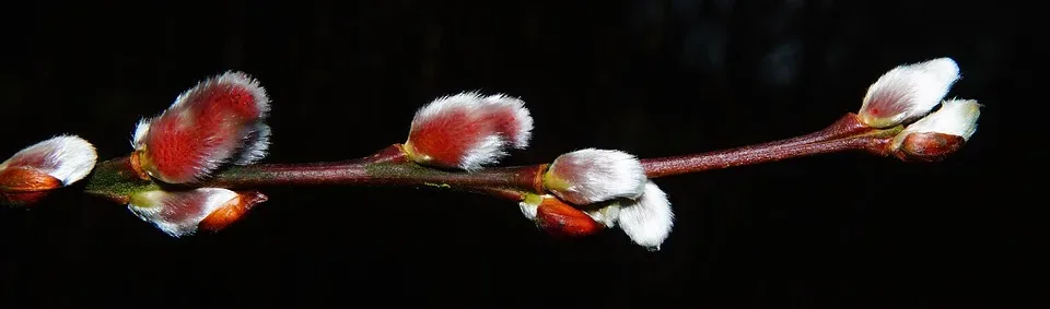 Willow Catkin 1184812 960 720.jpg