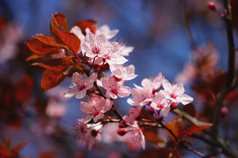 Cherry Blossom 4987094 960 720.jpg