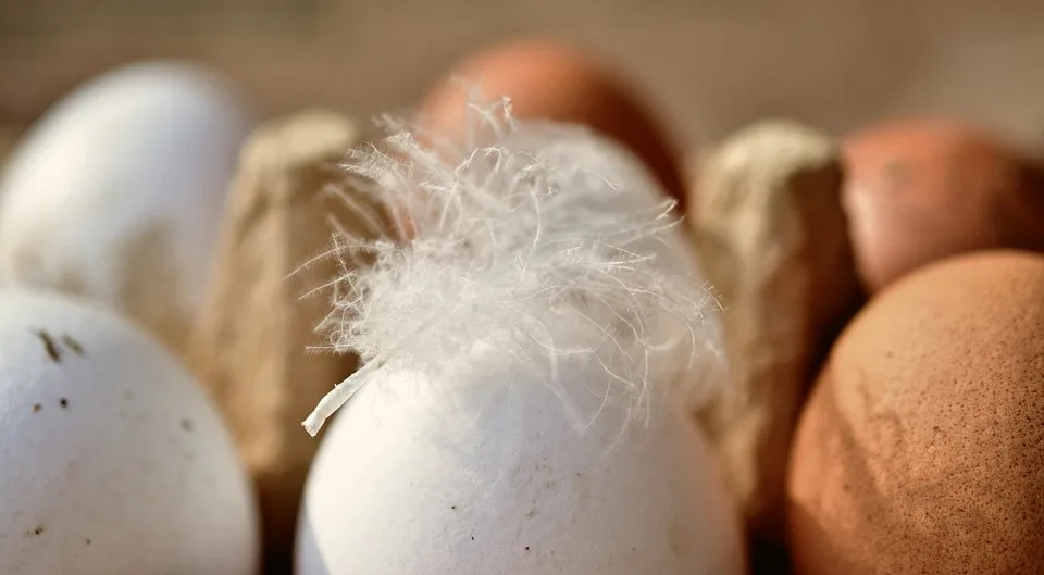 Bio-Eier: Nachhaltiges Osterfest mit natürlichen Farben und Tipps