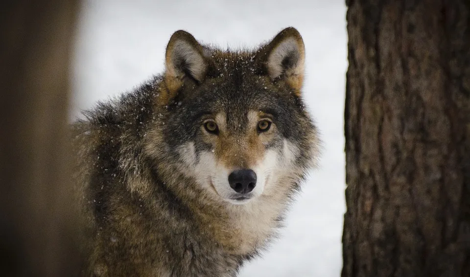 Eurasian Wolf 2106894 960 720.jpg