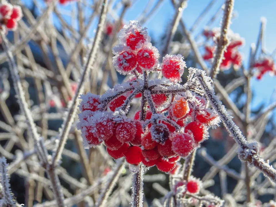 First Frost 3149586 960 720.jpg