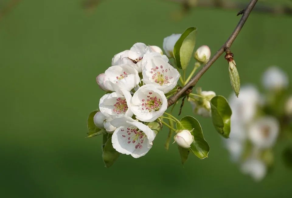 Flowering Twig 4128847 960 720.jpg