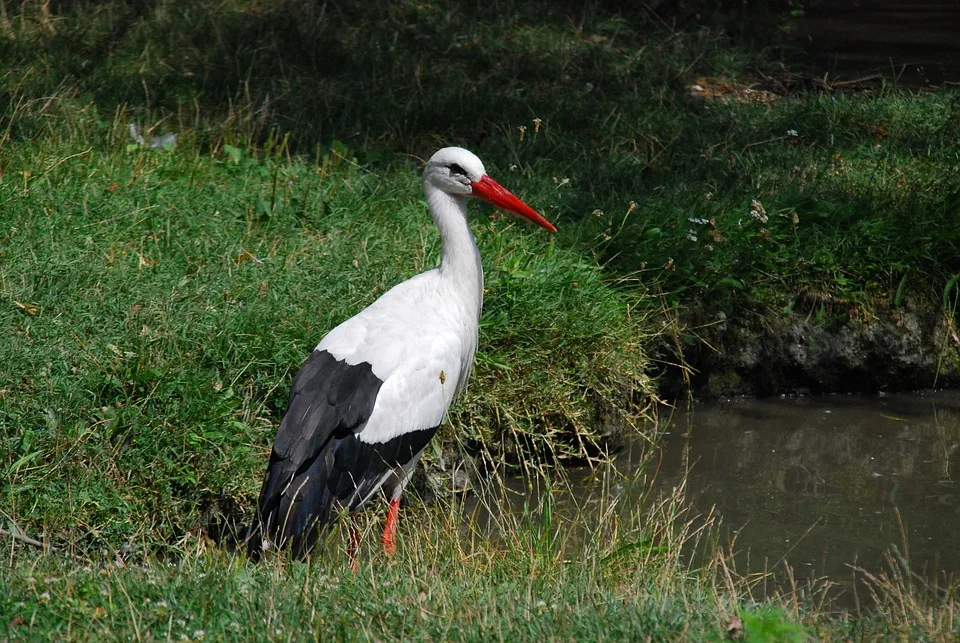 Rattle Stork 4247956 960 720.jpg