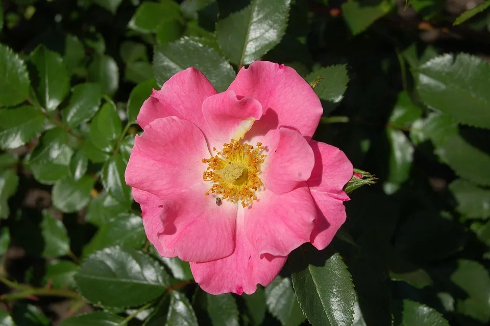 Rose Unicef 1177580 960 720.jpg