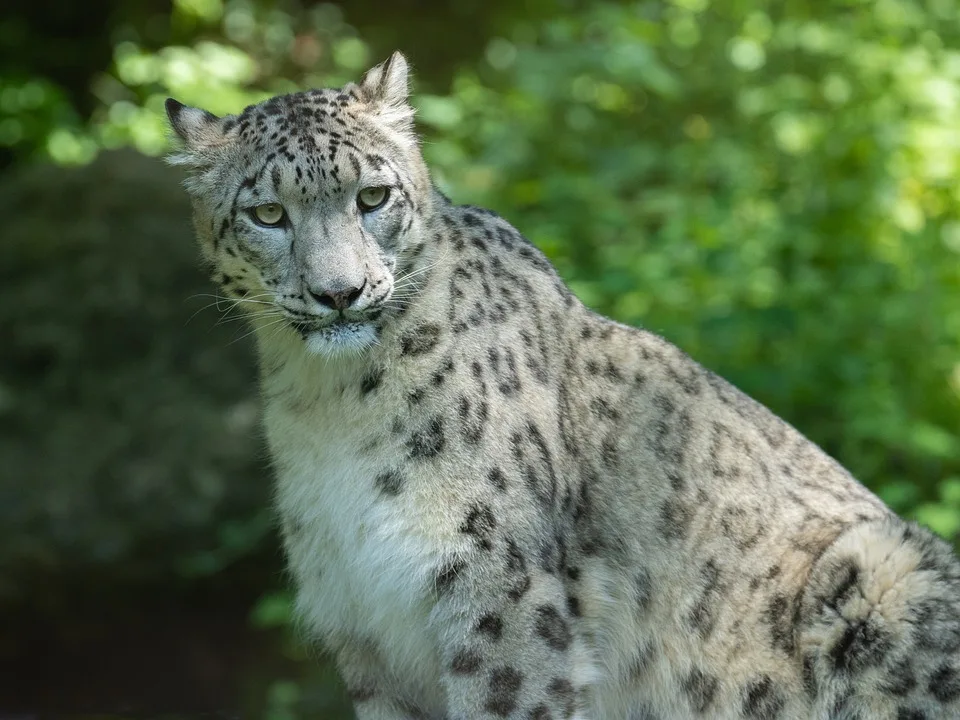 Snow Leopard 8047228 960 720.jpg