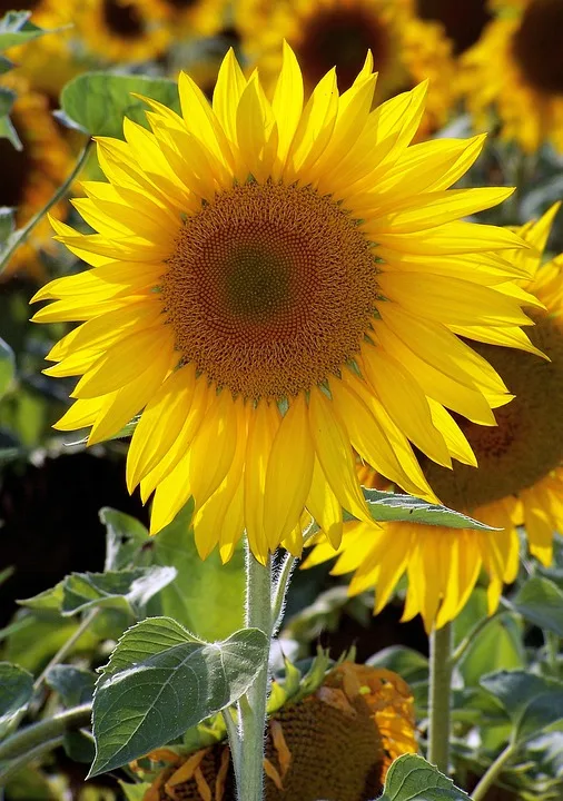 Sunflower 5116351 960 720.jpg