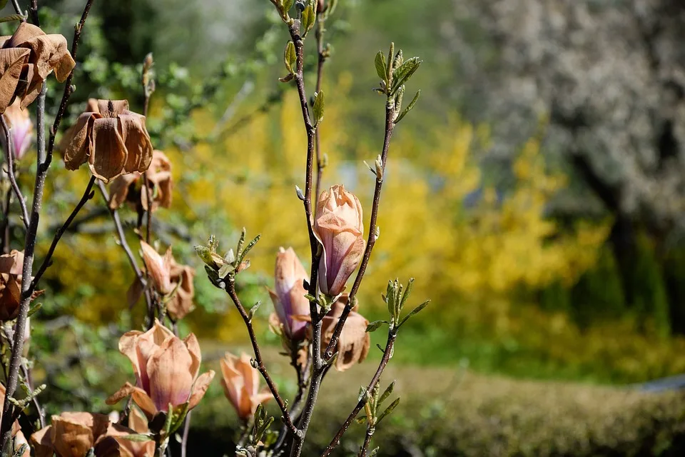 Obstkulturen: Frostschäden in Millionenhöhe - steiermark.ORF.at