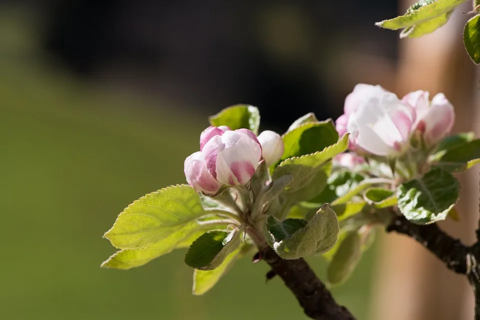 Kälte bereitet Obstbauern Sorgen - burgenland.ORF.at