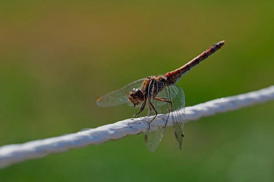 Dragon Fly 7434691 960 720.jpg