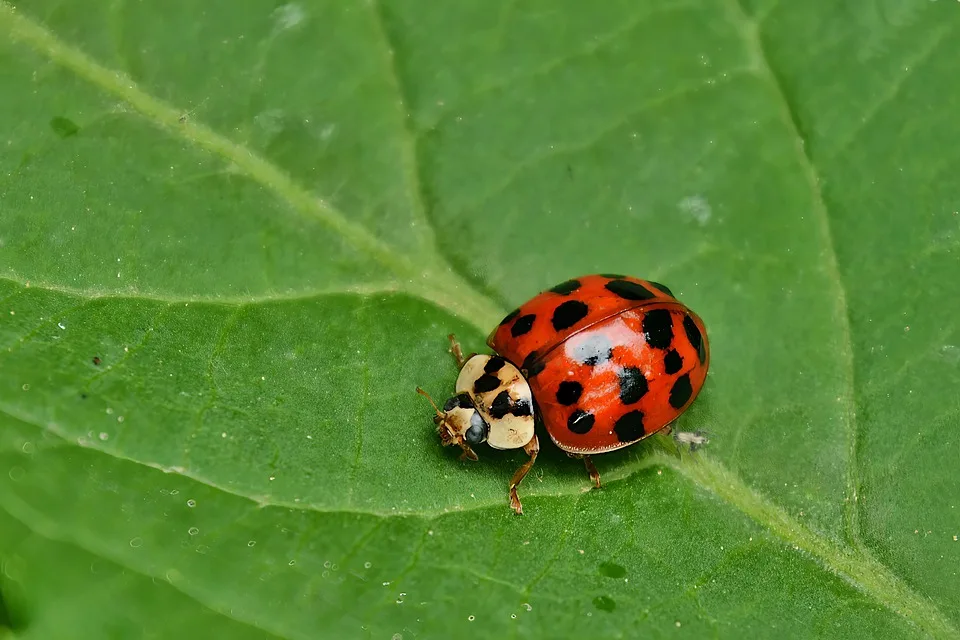 Ladybug 8015502 960 720.jpg