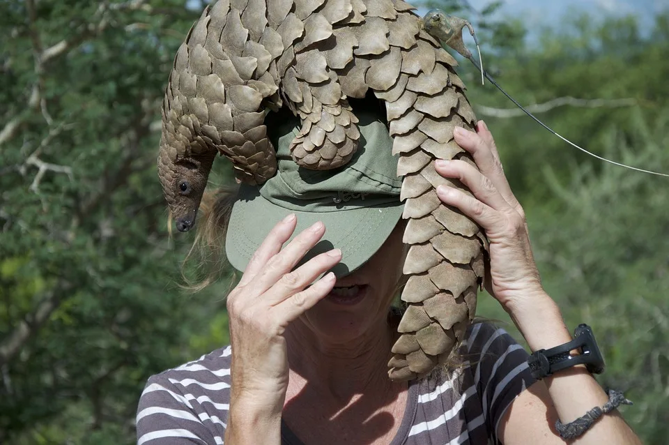 Pangolin 4926259 960 720.jpg