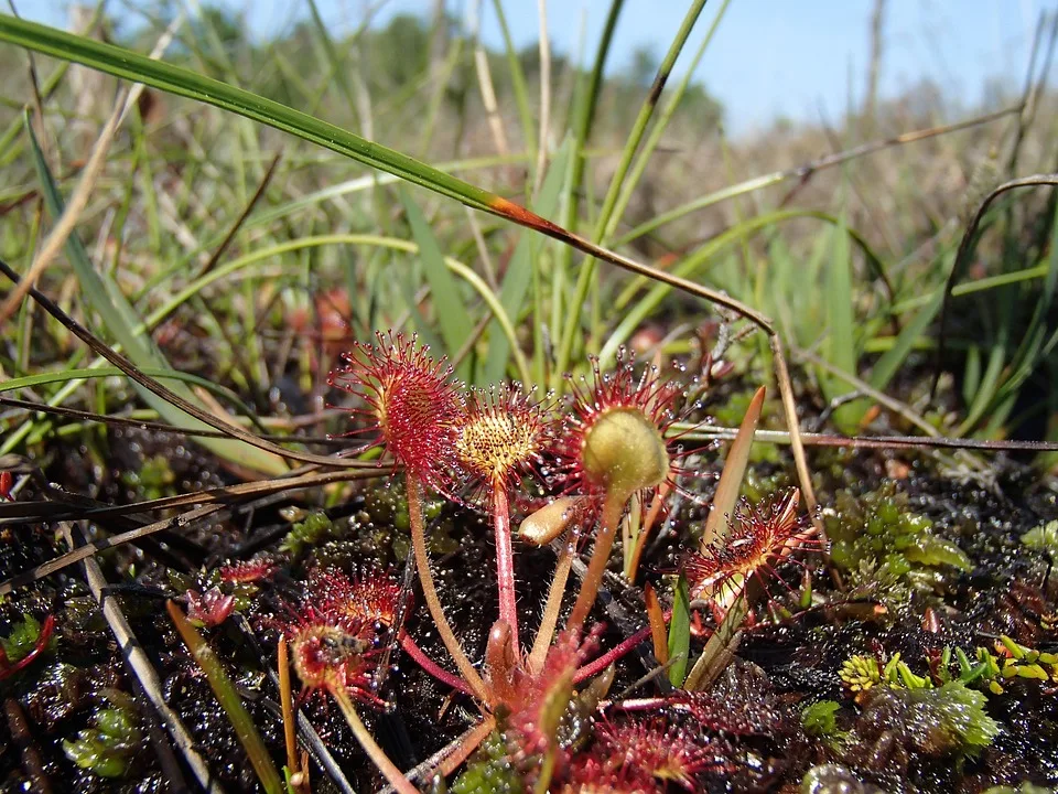 Sundew 917114 960 720.jpg