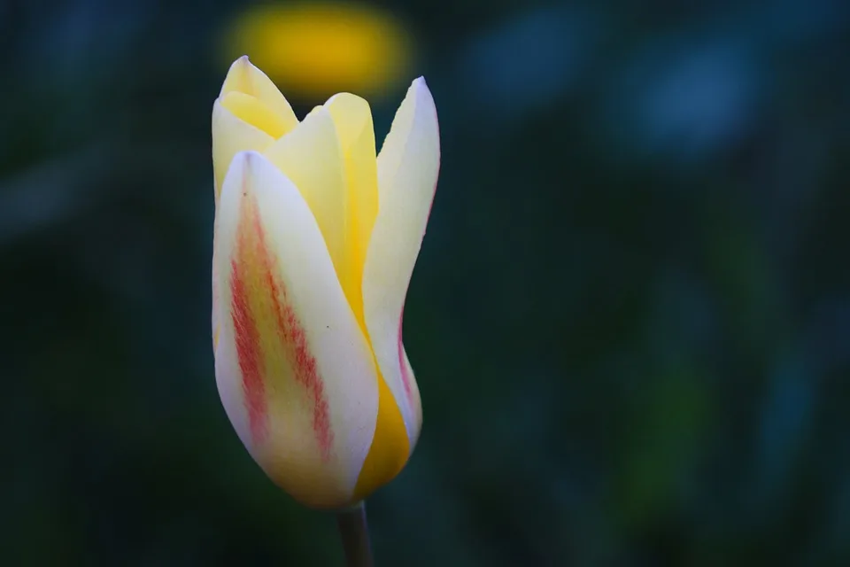 Tulip 4818705 960 720.jpg