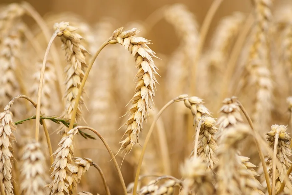 Wheat 6536039 960 720.jpg