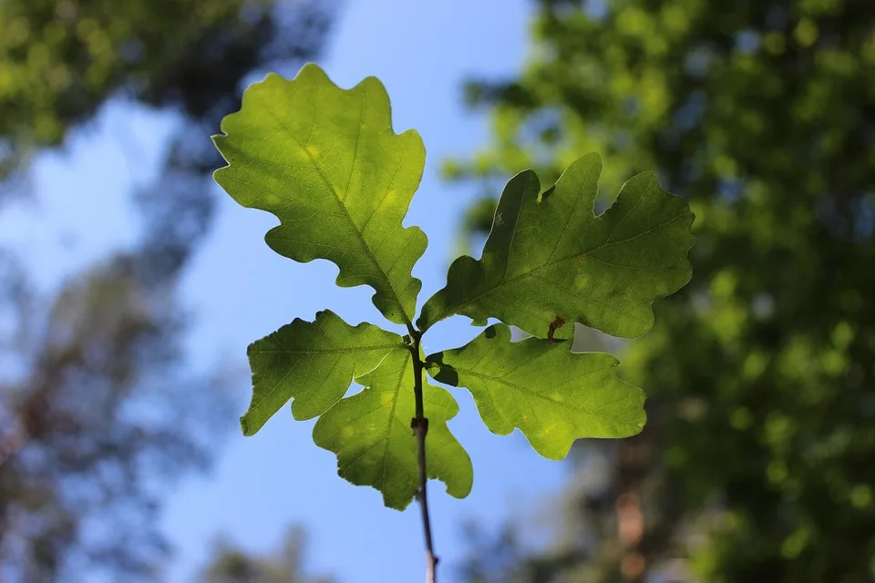 Nachmittag in Morzg Kräuterschlendern im Morzger Wald