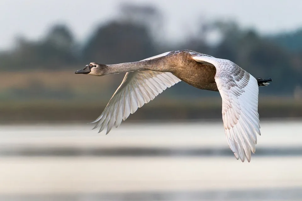 Schwan verursachte Stromausfall im Rheindelta