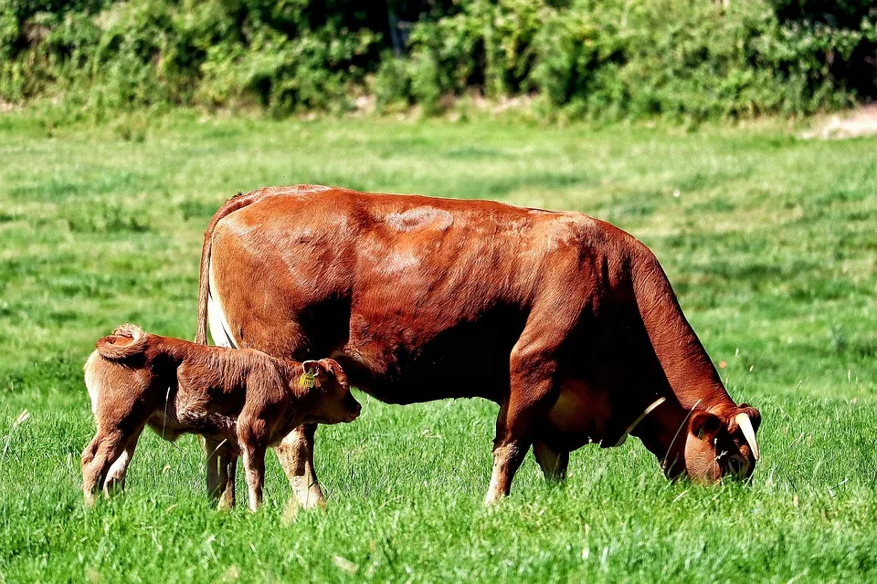 Aktuellen Situation: Herausforderungen und Potenziale der Tierhaltung