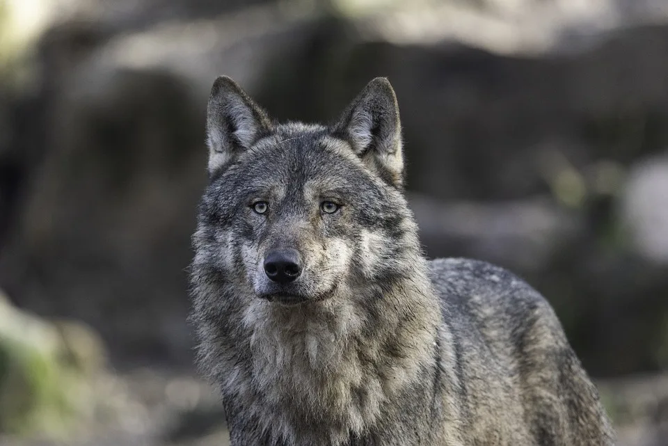 Jungtiere unterwegs - Wolfssichtungen in Niederösterreich häufen sich