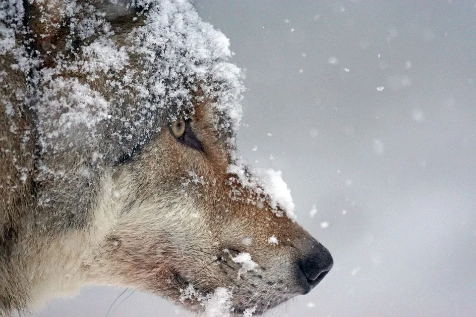 15 Schafe tot – Wolf in Osttirol abgeschossen