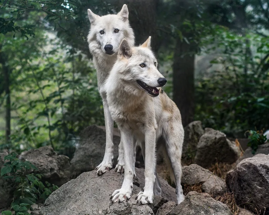 Wolf in Osttirol nach Schafsrissen zum Abschuss freigegeben - International