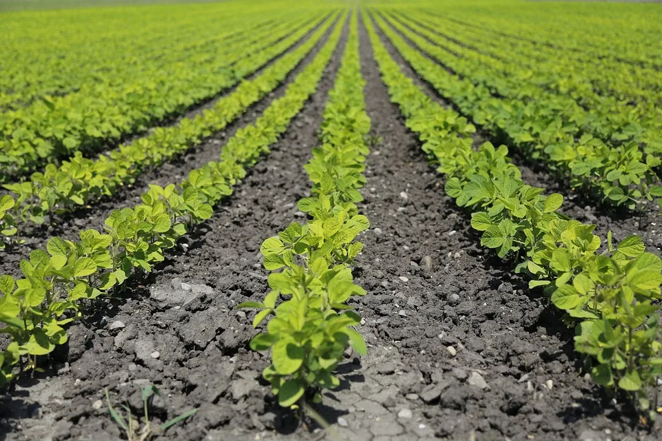Klimafitter Pflanzenbau: Neue Saatgutmischungen und Anpassungsmaßnahmen für Landwirtschaft