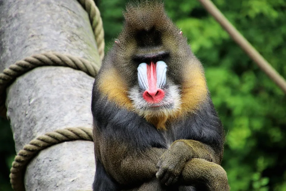 Baboon 3657030 960 720.jpg