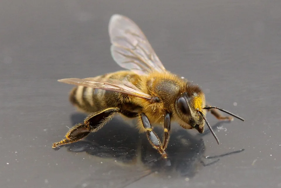 Bee 2349117 960 720.jpg