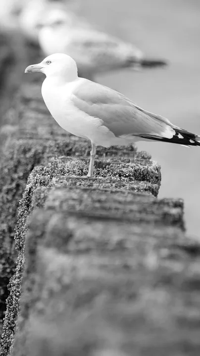 Black Backed Gull 7216488 960 720.jpg