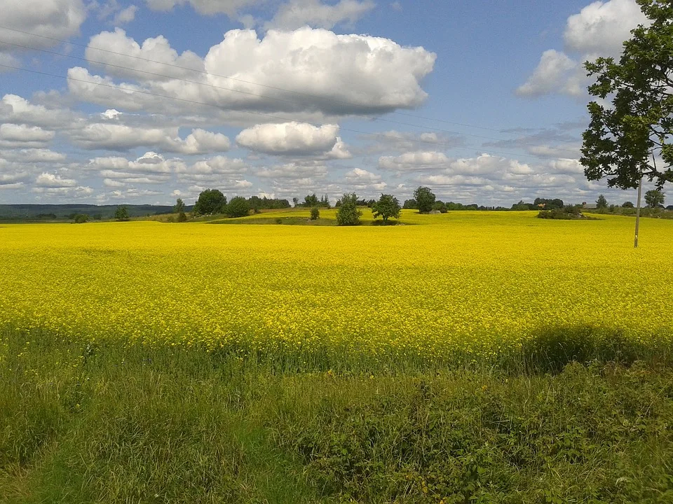 Canola 997889 960 720.jpg