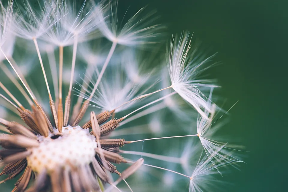 Dandelion 7529879 960 720.jpg