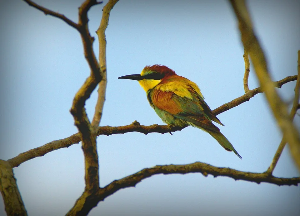 European Bee Eater 852103 960 720.jpg