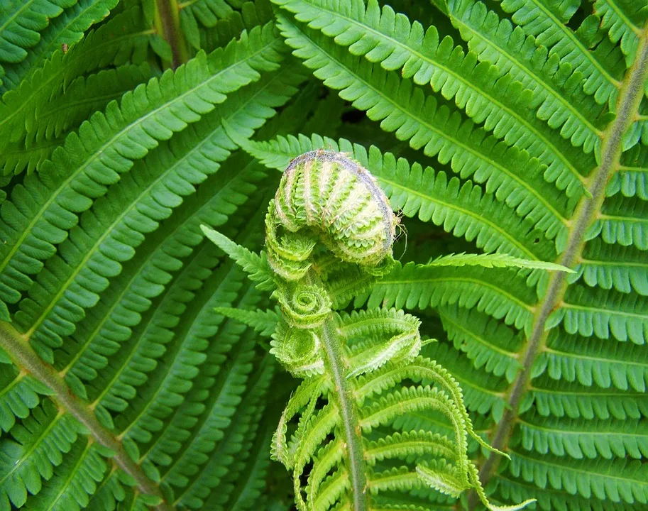 Fern 1003639 960 720.jpg