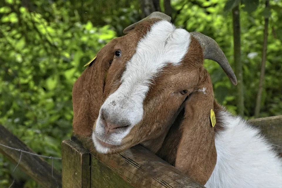 Goat 5440265 960 720.jpg