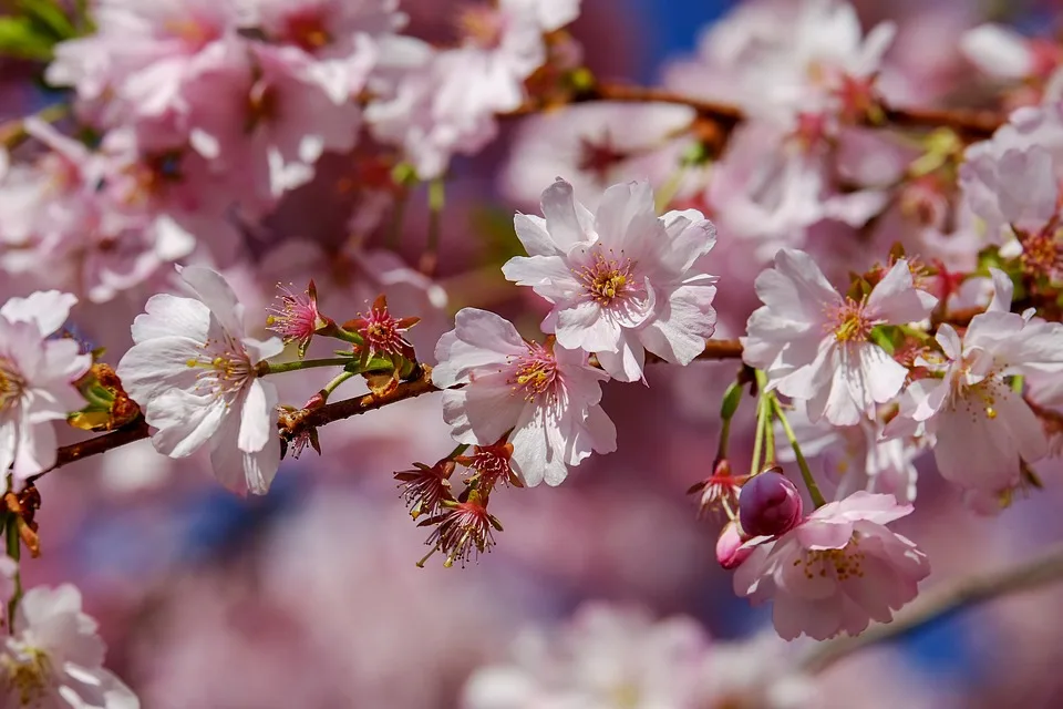 Japanese Cherry Trees 3296399 960 720.jpg