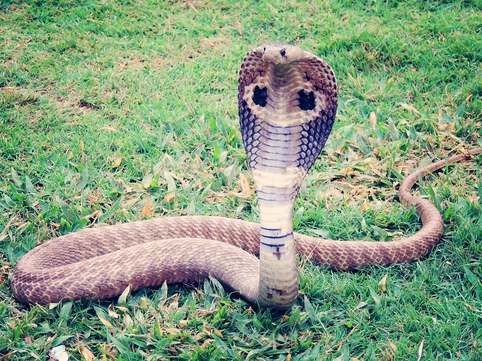 King Cobra 405623 960 720.jpg