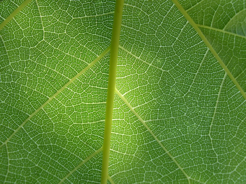 Leaf 1565189 960 720.jpg