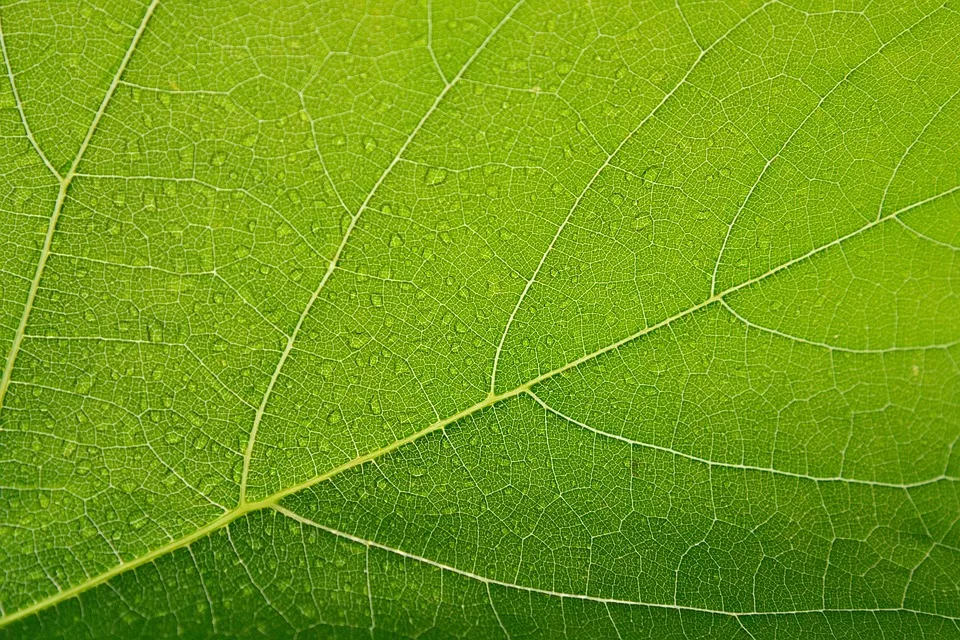 Leaf 1631181 960 720.jpg