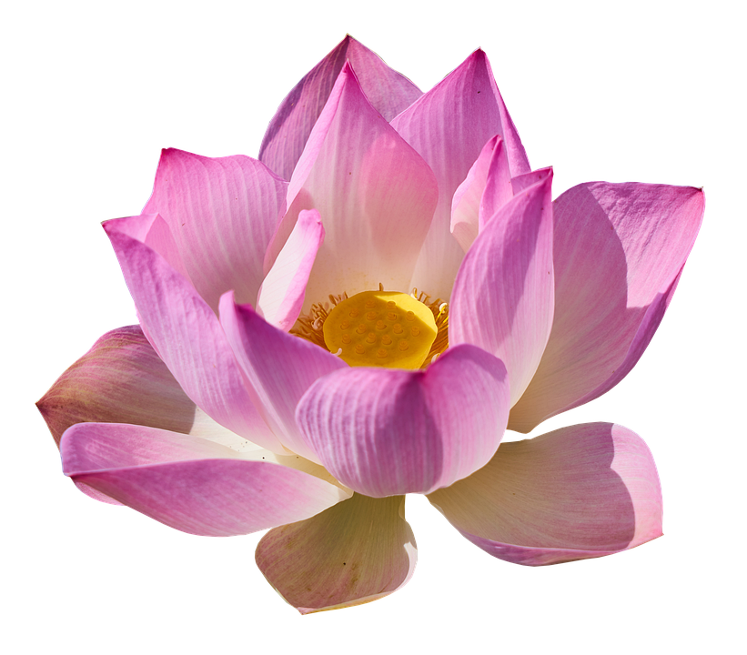 Lotus 3192656 960 720.png