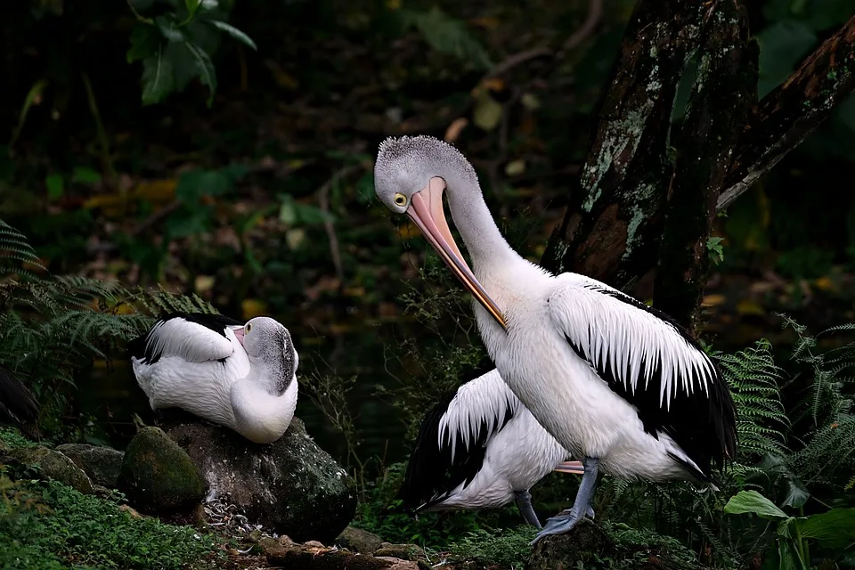 Pelicans 7599063 960 720.jpg