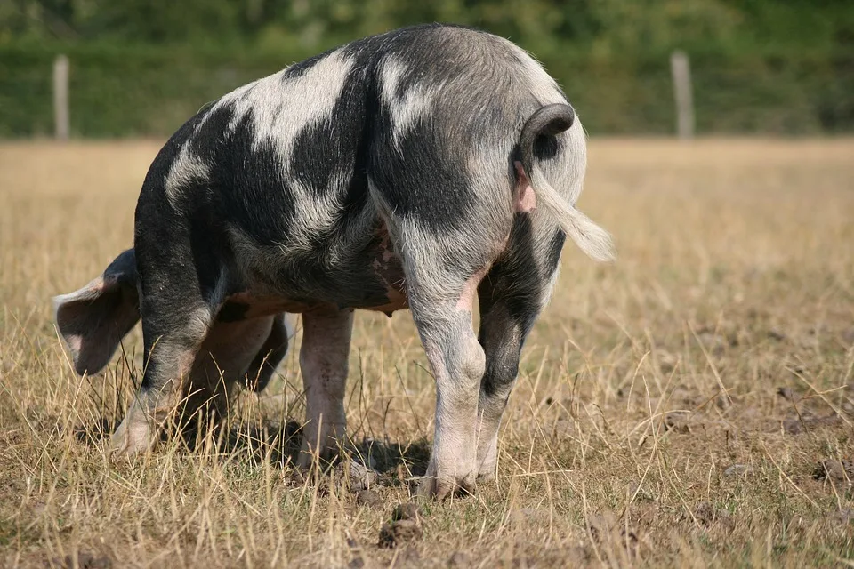 Pig 5527350 960 720.jpg