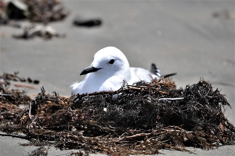 Red Billed Gull 4531618 960 720.jpg