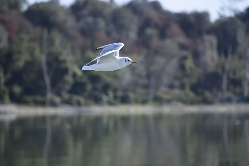 Seagull 2907700 960 720.jpg